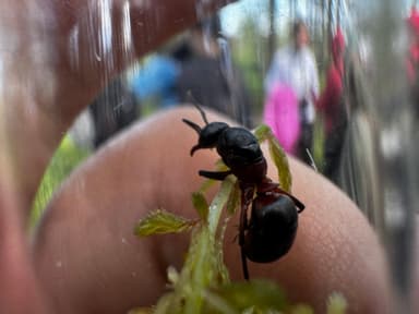 Formica uralensis photo 78