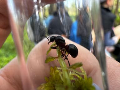 Formica uralensis photo 79
