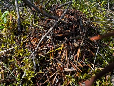 Formica uralensis photo 80