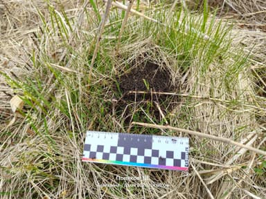 Formica uralensis photo 83