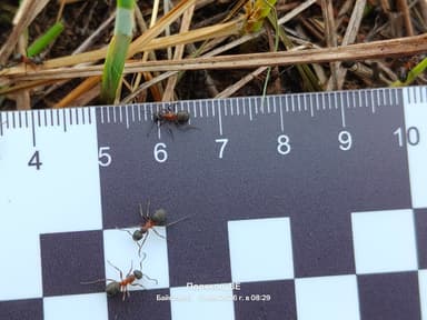 Formica uralensis photo 90