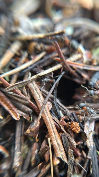 Formica uralensis photo 96
