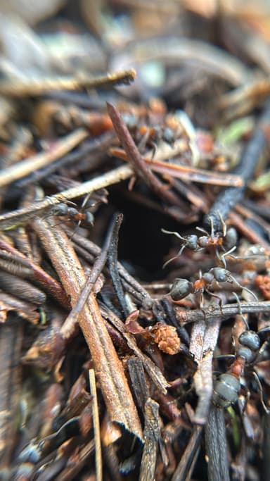 Formica uralensis photo 97