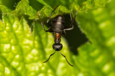 Formica uralensis photo 98