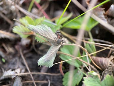 Formica uralensis photo 100