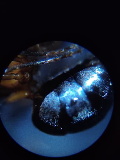 Formica uralensis photo 103