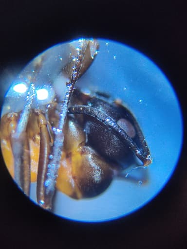 Formica uralensis photo 104