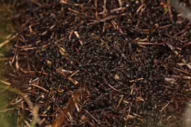 Formica uralensis photo 106