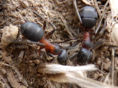 Formica uralensis photo 108