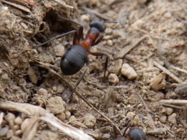 Formica uralensis photo 109