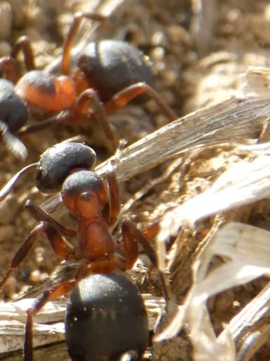 Formica uralensis photo 116