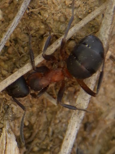 Formica uralensis photo 117