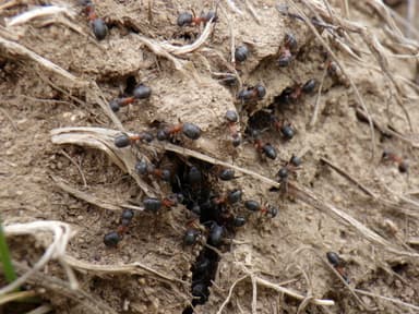 Formica uralensis photo 119