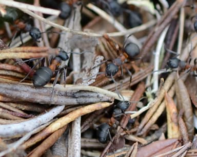 Formica uralensis photo 135