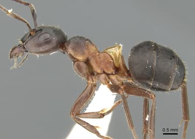 Formica uralensis photo 1