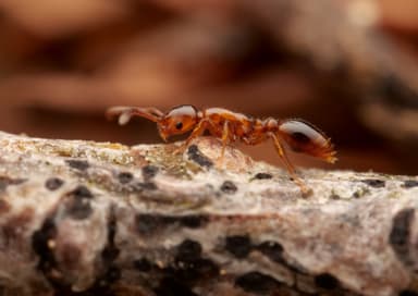 Formicoxenus nitidulus — queen photo 17