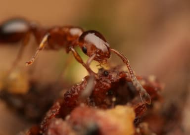 Formicoxenus nitidulus — queen photo 18