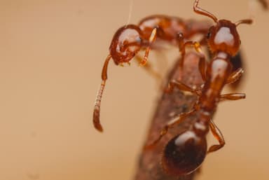 Formicoxenus nitidulus — queen photo 19