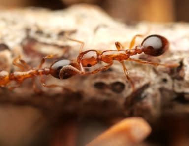 Formicoxenus nitidulus — queen photo 20