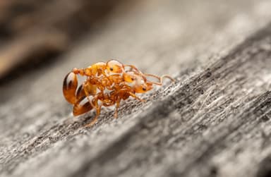 Formicoxenus nitidulus photo 22