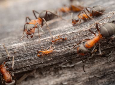 Formicoxenus nitidulus photo 23