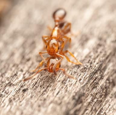 Formicoxenus nitidulus photo 24