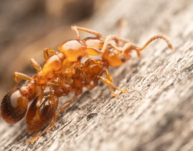 Formicoxenus nitidulus photo 26