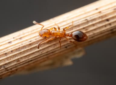 Formicoxenus nitidulus photo 28