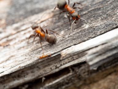 Formicoxenus nitidulus photo 30