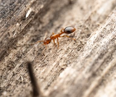 Formicoxenus nitidulus photo 31