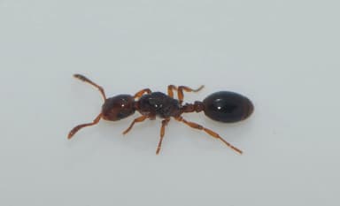 Formicoxenus nitidulus — queen photo 32