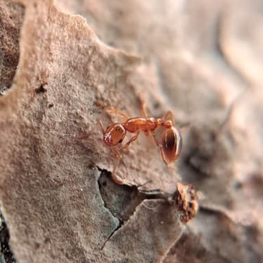 Formicoxenus nitidulus photo 33