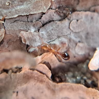Formicoxenus nitidulus photo 34