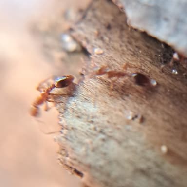 Formicoxenus nitidulus photo 36