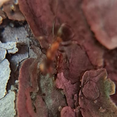 Formicoxenus nitidulus photo 38