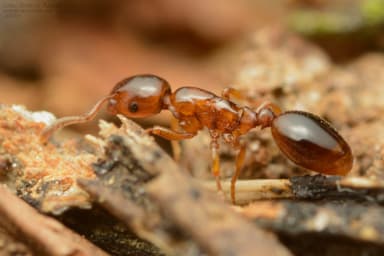 Formicoxenus nitidulus — colony photo 41