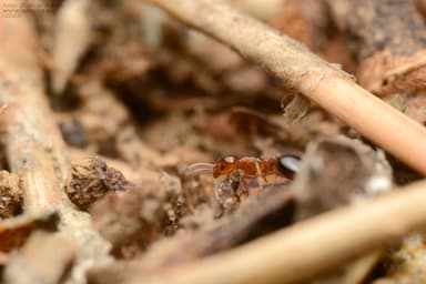 Formicoxenus nitidulus — colony photo 42