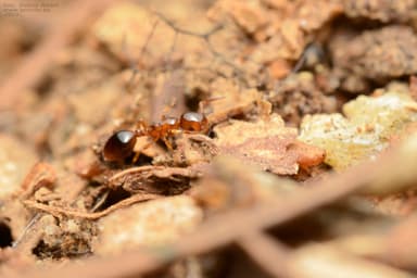 Formicoxenus nitidulus — colony photo 44