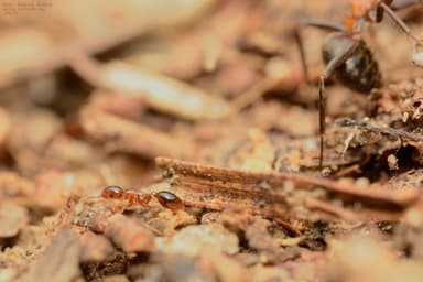 Formicoxenus nitidulus — colony photo 45