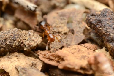 Formicoxenus nitidulus — colony photo 46