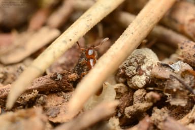 Formicoxenus nitidulus — colony photo 48
