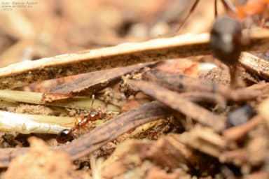 Formicoxenus nitidulus — colony photo 49
