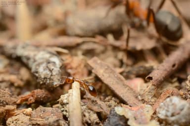 Formicoxenus nitidulus — colony photo 50