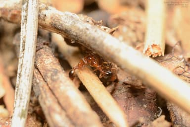 Formicoxenus nitidulus — colony photo 51
