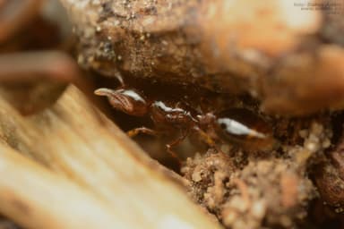 Formicoxenus nitidulus — colony photo 52