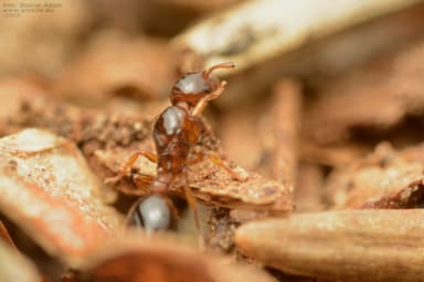 Formicoxenus nitidulus — colony photo 53
