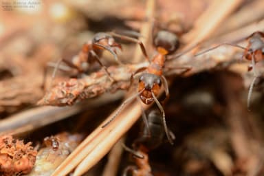 Formicoxenus nitidulus — colony photo 54