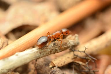 Formicoxenus nitidulus — colony photo 55