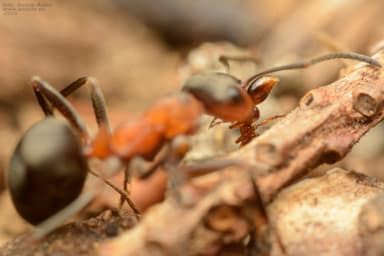 Formicoxenus nitidulus — colony photo 57