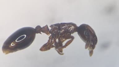 Formicoxenus nitidulus photo 58